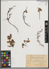 Foto von Salix herbacea L.